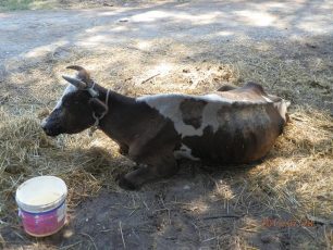 Παλαιά Λυκόγιαννη Ημαθίας: Έκκληση για τη σωτηρία της τραυματισμένης αγελάδας